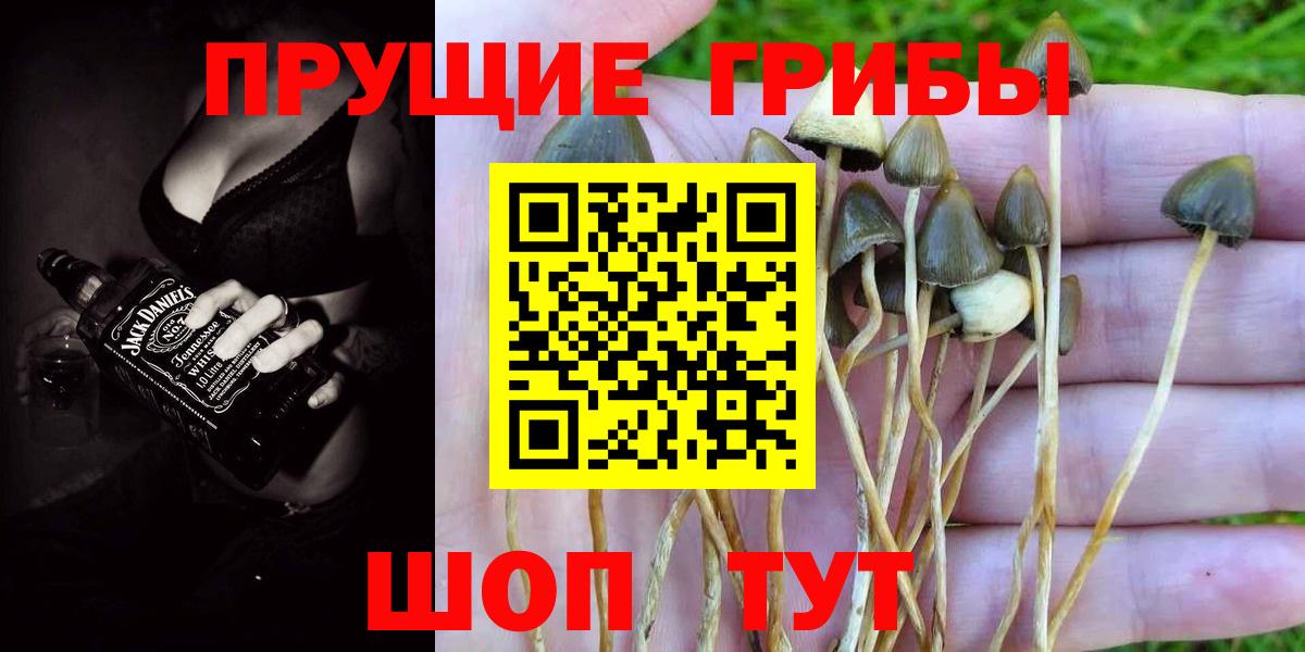 Галлюциногенные грибы Psilocybine cubensis  Вход с VPN  Зеленокумск  как найти закладки  Галлюциногенные грибы мицелий 